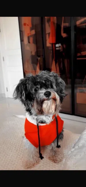 Male Shih Tzu–Yorkshire Terrier mix