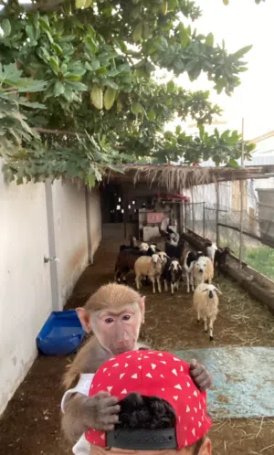 للبيع الي له رغبه يتواصل ع الواتس