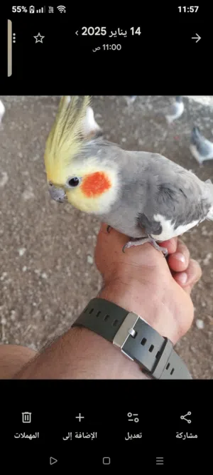للبيع جمله فقط شوف وصف