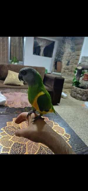 ببغاء سنغالي أليف للبيع
