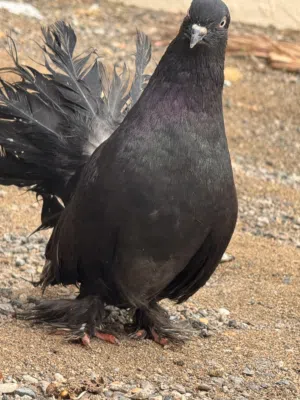 حمام شمّاسي للبيع