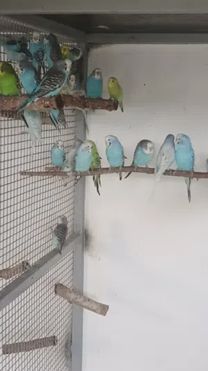 للبيع كميه طيور الهند كميه