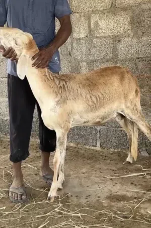 حلال السوداني نظيف وما عليه كلام