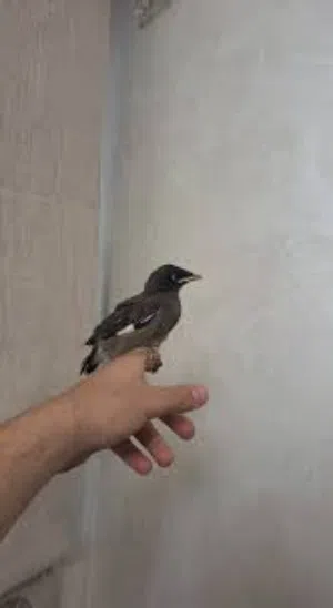 طيور المينا فروخ عمر التدريب