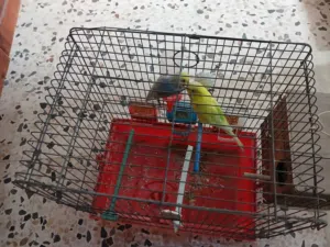 كوبيه بقلينو الله يبارك