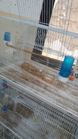 ‏حيوانات وطيور اخرى‏4