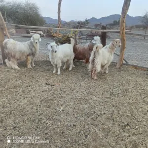 جدايه بنات حول البيع