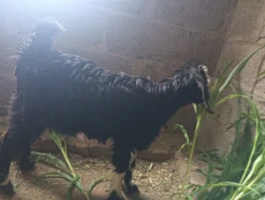 جدي للبيع ممتاز لذبح أو التربية