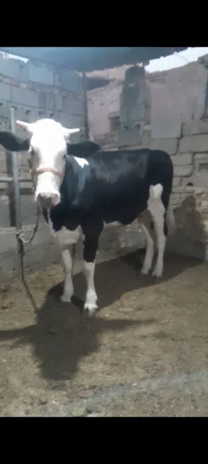 بجره سمنتال 2900ابي الخصيب