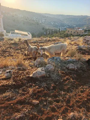 ‏ماعز‏3