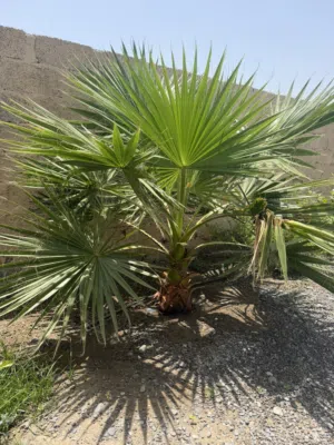 شجره واشنطن جميله وتعطي منظر جميل في البيت