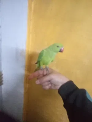 السلام عليكم موجود ببغاء درة أليف ماشالله صحه ونضافة ماشالله اشي فخم خالي من اي مرض اقراء الوصف