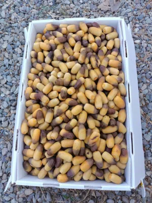تمر نغال يقطف يوميا