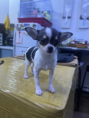 Chihuahua pure breed