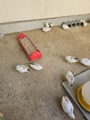 ‏دجاج‏3