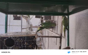 زوج ببغاء دره منتج للبيع