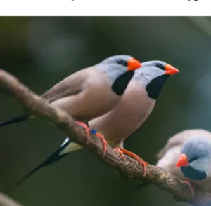مطلووب نفس هذي الطيور