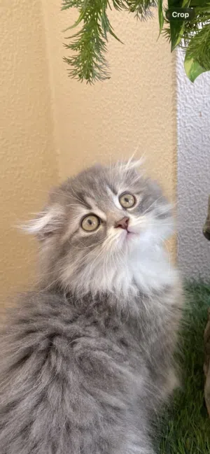 Scottish fold and straight female kittens