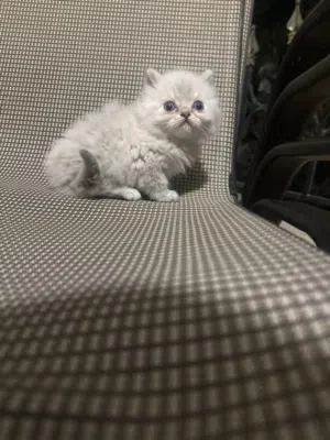 اربع قطط بحاله ممتازه وصحه ممتاز