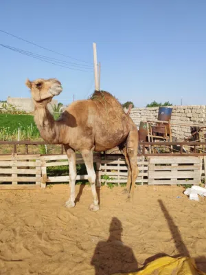 السلام عليكم ناقة وطنية الصلاة علي النبي
