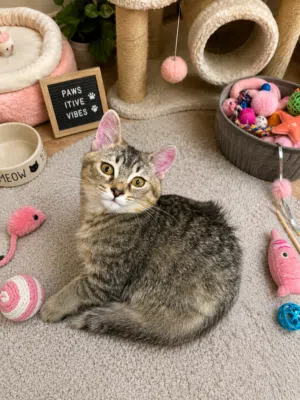 Kitten 5 months old Short hair British
