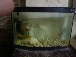 حوض سمك 60سانتي