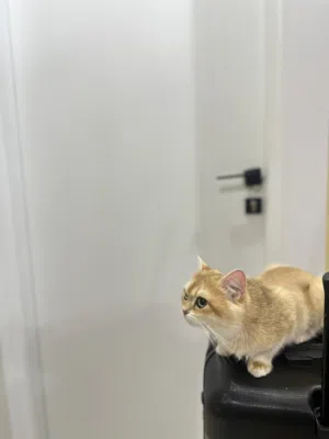 بيعه سريعه Ny12 مسجله