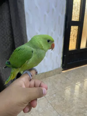 للبيع متوة