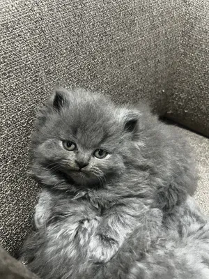 ‏أخرى‏1