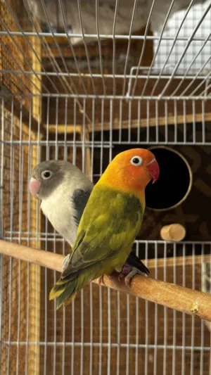 زوج فيشر منتج و انثى روز