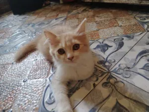 قطتين للتبني