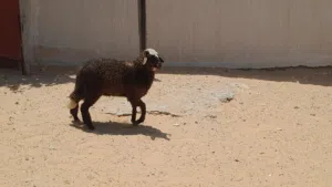فطيمه وطنيه الله يبارك عمرها ف6شهور ونص سليمه من الامراض والعيوب متع تربيه او موس لبيدبح عقيقه مشالل