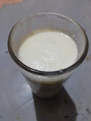 يوجد حليب غنم بلدي كمية كبيرة