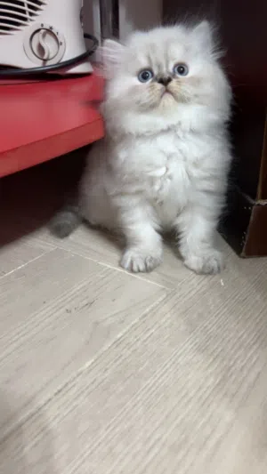 انثى هملايا