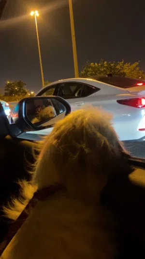 للبيع كلب نثيه