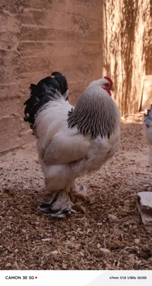 بيض براهما