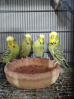 Parrots1