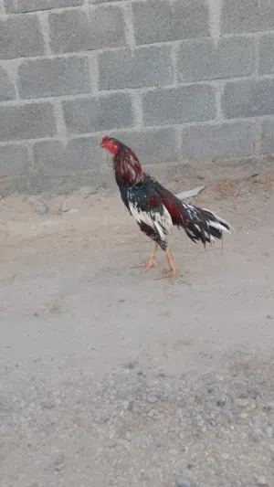 ديك باكستاني سندي