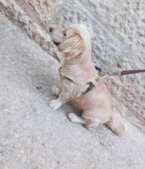 كلاب للبيع