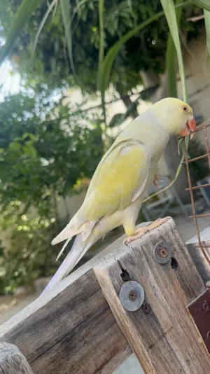 للبيع انثى دره ملونه اليفه