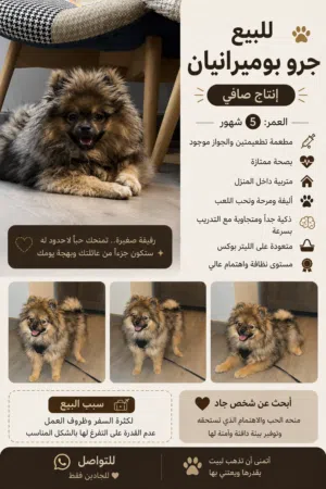 جرو بوميرانيان انثى انتاج صافي