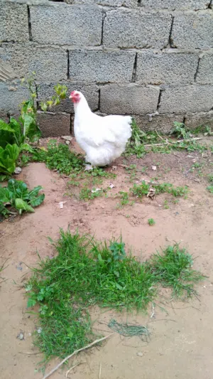 دجاجه وفروج برهما