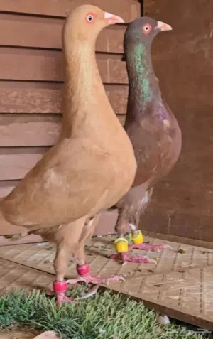 حمام متوفر