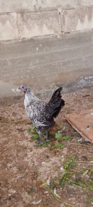 فرخات على وجه بيض