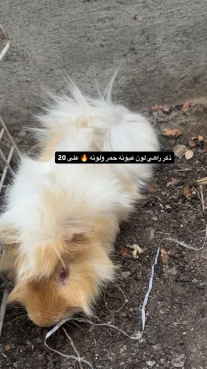 همتارو للبيع