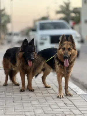 جيرمن عدد 2