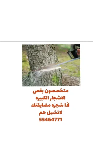 متخصصون ومدربون لقص الأشجار الكبيره