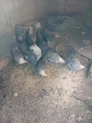 دجاج فيومي اصلي