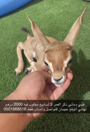 غزال ظبي  دماني ذكر العمر 3 اسابيع