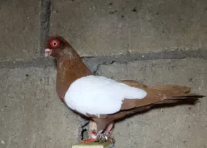 مطلوب جوز مزهورات
